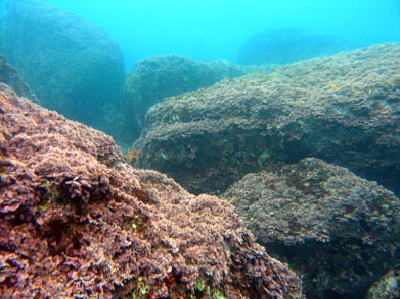 写真1 有節石灰藻に被われた岩