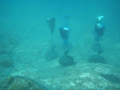 写真2 海底に投入したスポアバッグ