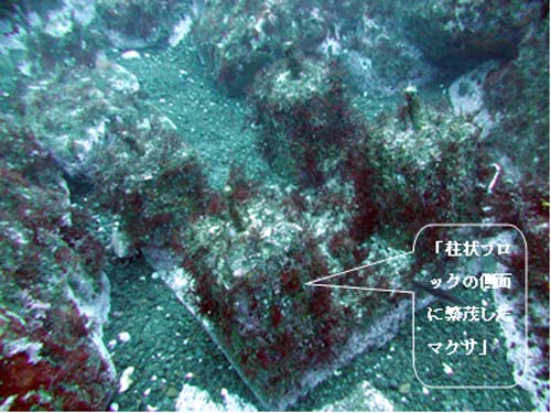 写真4　天草が繁茂した海藻礁