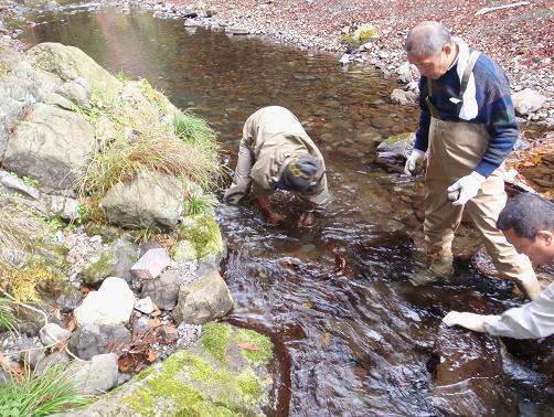 写真4　河床の石を使い、篭を埋設する