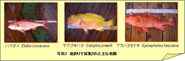 写真2 底釣りで採集された主な魚類