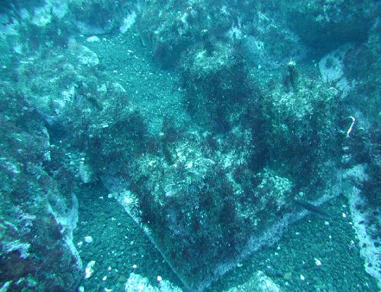 写真4 マクサが繁茂した海藻礁