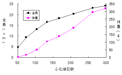 図1 養殖イシダイの成長