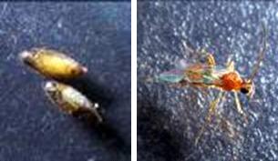 写真2 寄生蜂の繭(左)と成虫(右)