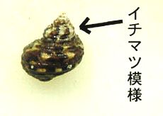 写真10 天然貝の殻頂部