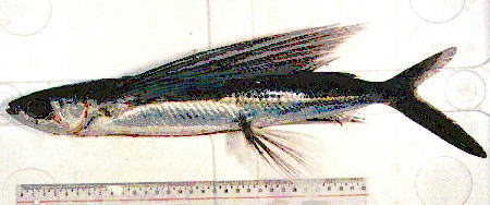 写真1.ハマトビウオ Cypselurus pinnatibarbatus japonicus