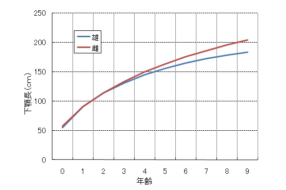 メカジキの成長