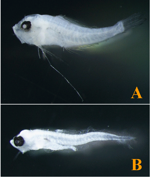 キンメダイ仔稚魚