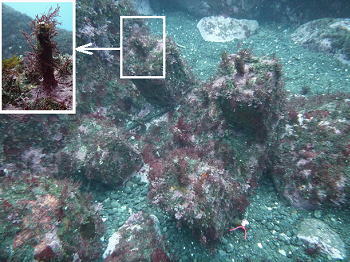 海藻礁と突起部