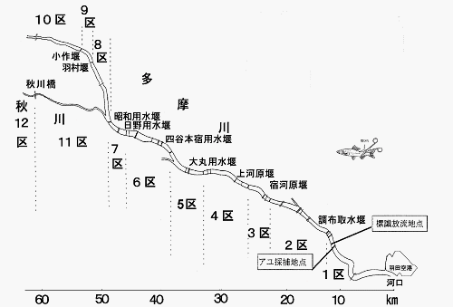 図5 区域別、標識アユ再捕数