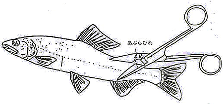 画像2 放流アユの標識方法