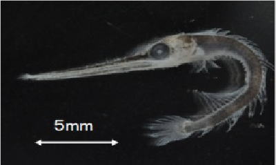 採集できたメカジキ稚魚の写真