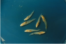春先に採集される体長2cmのマハゼ仔魚