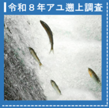 令和8年アユ遡上調査
