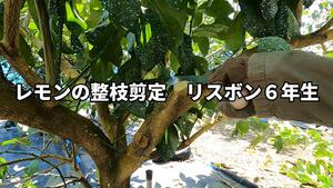 カンキツサムネ9.jpg