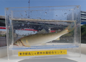 05_アユ.png