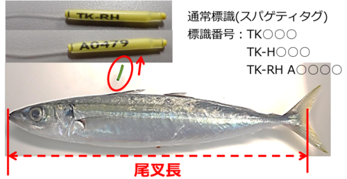 クサヤモロ標識.png