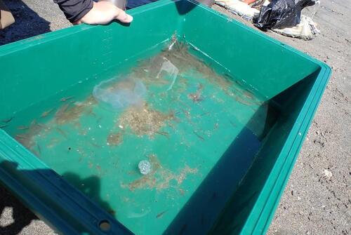 お台場海浜公園での曳網調査で採取されたマハゼなど.jpg