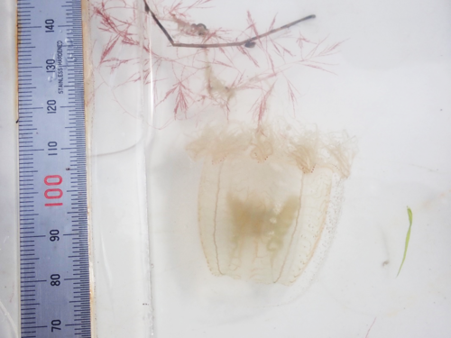R070212カミクラゲ.png