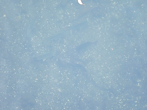 R061202クロダイ？.png