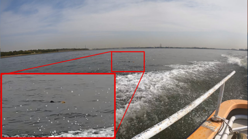 R070417アカエイ海面.png