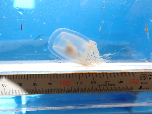 R080210カミクラゲ.png