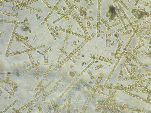 R080108 S_costatum.jpg