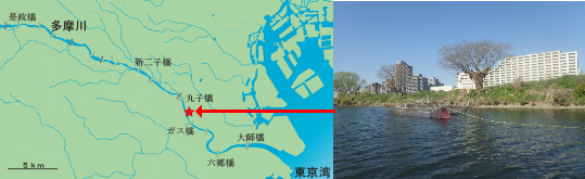 調査地点（左）と多摩川下流に設置した定置網（右）