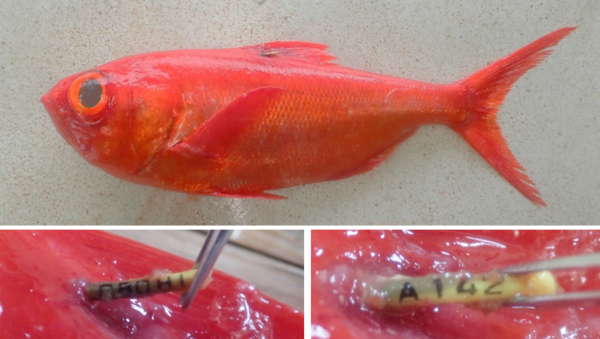 キンメダイ標識魚R60617.png