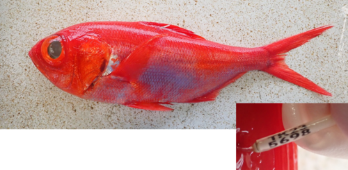 キンメダイ標識魚R060907.png
