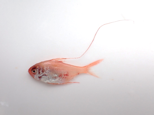キンメダイの稚魚.png
