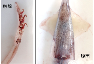 ホタルイカモドキ触腕腹面R60813.png